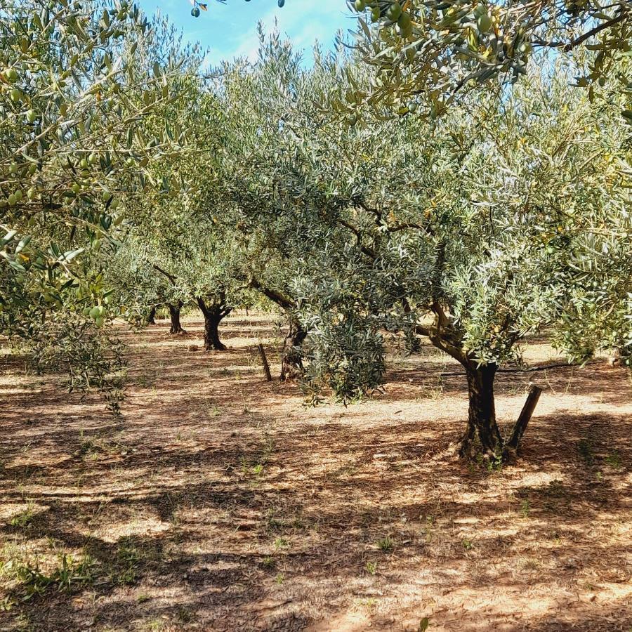 Willa La Ferme Des Oliviers Solliès-Pont Zewnętrze zdjęcie